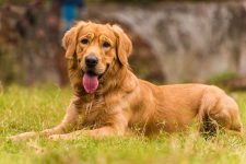 Canadian Golden Retriever: Pictures, Info, Care Guide & Traits