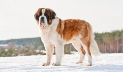 500+ Popular & Unique St. Bernard Names