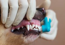 How Much Does Dog Teeth Cleaning Cost in Australia? (2022 Update)