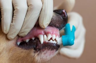 How Much Does Dog Teeth Cleaning Cost in Australia? (2022 Update)