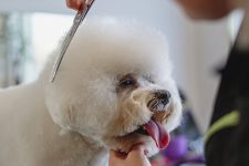 How Much Does Dog Grooming Cost in Australia? (2022 Price Guide)