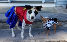 What To Give Dog Trick-Or-Treaters