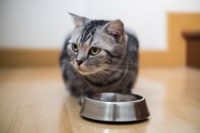 8 Best Cat Foods for Constipation in Canada in 2022 – Reviews & Top Picks
