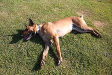 How to Teach a Dog to Play Dead: 8 Tips & Tricks
