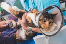 Here’s Why Declawing Cats Is Illegal in Australia