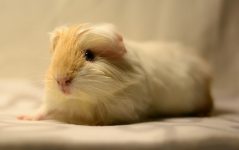 Why Do Guinea Pigs Purr? 5 Likely Reasons