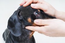 How Much Does Dog Cataract Surgery Cost? (2022 Price Guide)