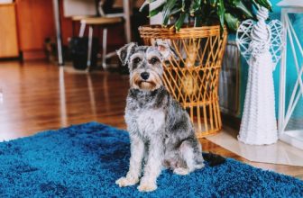 5 Best Dog Foods for Schnauzer with Skin Allergies in 2022