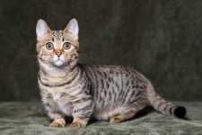 Munchkin Bengal: Breed Info, Pictures, Temperament & Traits