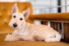 200+ Popular & Unique Scottish Terrier Names: Male and Female Ideas