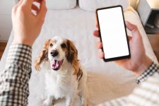 35 Top Pet Influencers You Can Follow Today (with Social Media Links)