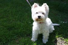 220 Popular and Unique West Highland White Terrier Names
