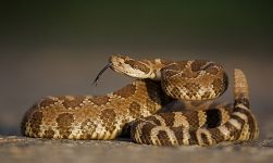 Do Snakes Purr? The Interesting Answer!