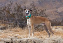 200+ Popular & Unique Whippet Names