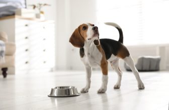 When and What Is National Beagle Day? What You Need to Know!