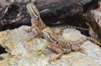 What Temperature Should a Bearded Dragon Tank Be? (2022 Guide)
