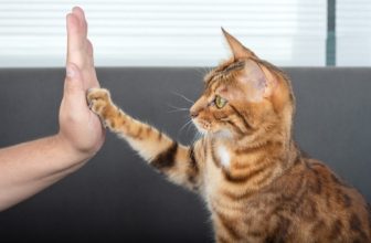 How to Teach Your Cat to High Five: 4 Tips & Tricks