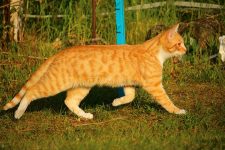 Orange Bengal Cat: Facts, Origin & History (With Pictures)