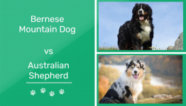Bernese Mountain Dog vs Australian Shepherd: Which One Is Right for You? (With Pictures)