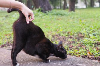 The 5 Typical Reasons Why Your Cat Lifts Their Tail When Petted
