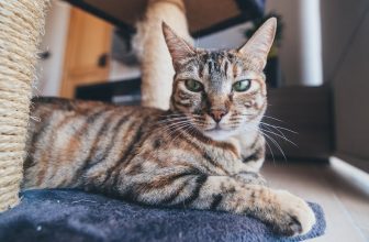 Do Cats Have Eyebrows? Does it Vary by Breed?