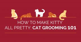 How to Make Kitty All Pretty: Cat Grooming 101