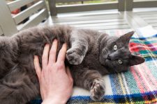Why Cat Declawing Is Illegal in the UK?