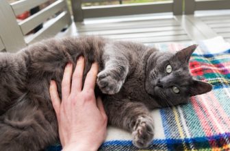 Why Cat Declawing Is Illegal in the UK?