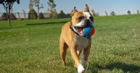 Teach Your Dog to Fetch on National Fetch Day