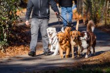 How Much to Give a Dog Walker for Christmas in 2022