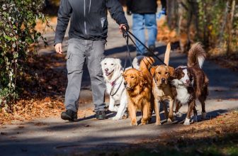 How Much to Give a Dog Walker for Christmas in 2022
