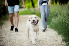 10 Great Off-Leash Dog Parks in Dallas, TX You Can Visit Today