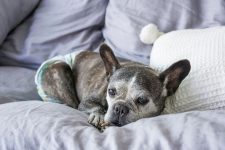 15 Common French Bulldog Health Issues to Look Out For