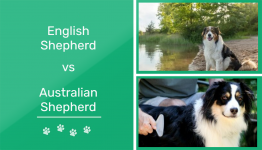English Shepherd vs Australian Shepherd: Which One Is Right for You? (With Pictures)