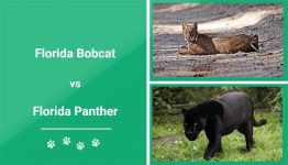 Florida Bobcat vs Florida Panther: What Makes Them Different?