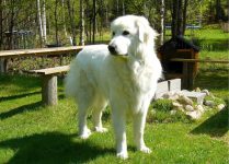 250+ Popular & Unique Great Pyrenees names
