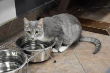 Why Do Cats Put Things in Their Water Bowl? 9 Possible Reasons