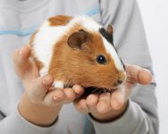 What’s the Ideal Temperature for Guinea Pigs? What You Need to Know!