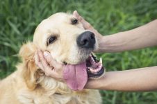 Why Does My Golden Retriever Lick Me So Much? The Interesting Answer!
