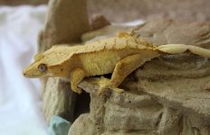What’s the Ideal Humidity Level for Crested Geckos?