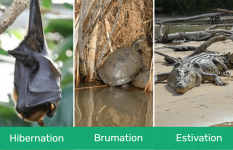 Hibernation vs Brumation vs Estivation: What are the Differences?