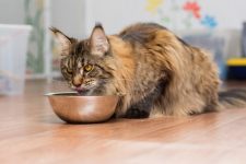 10 Best Grain-Free Cat Foods in the UK in 2022 – Reviews & Top Picks
