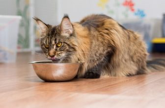 10 Best Grain-Free Cat Foods in the UK in 2022 – Reviews & Top Picks