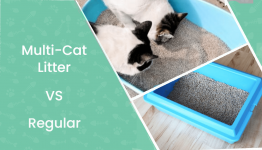 Multi-Cat Litter vs Regular: Which One is Better? Our 2022 Comparison