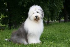250 Popular & Unique Old English Sheepdog Names: Male & Female Ideas