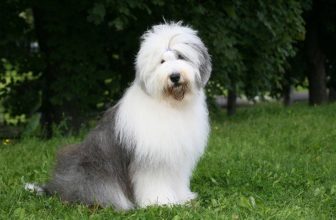 250 Popular & Unique Old English Sheepdog Names: Male & Female Ideas