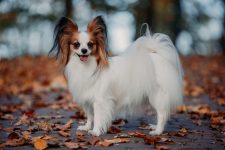 187 Popular & Unique Papillon Names: Male and Female Ideas