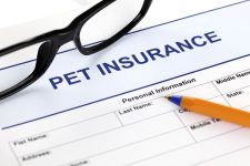 10 Best Pet Insurance Plans in Idaho in 2022: Reviews & Top Picks