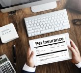 How Much Does Pet Insurance Cost in Australia? (2022 Update)