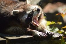 Do Raccoons Purr? The Interesting Answer!
